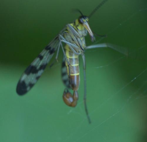 Panorpa vulgaris